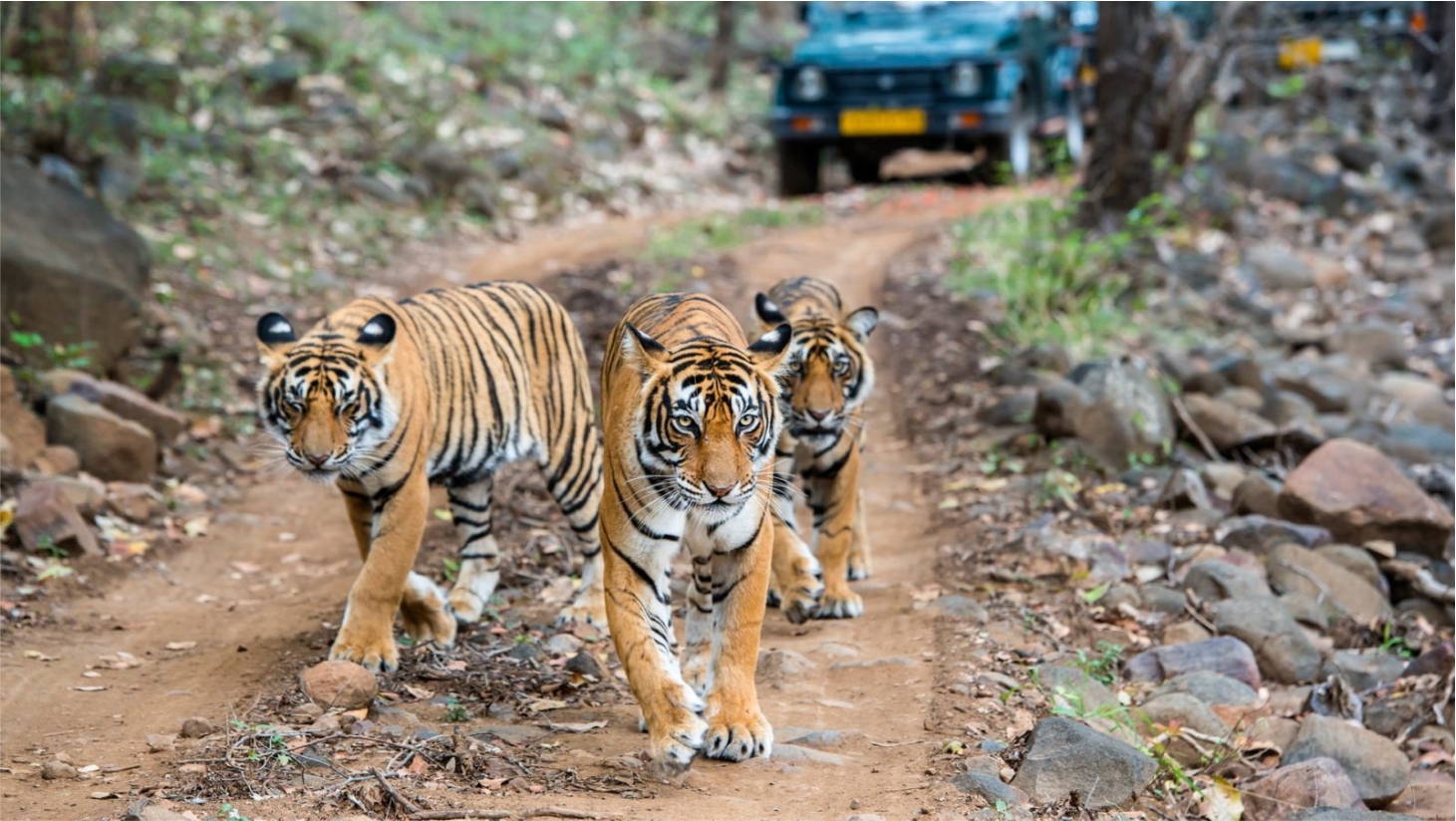 GOLDEN TRIANGLE TOUR WITH  RANTHAMBORE